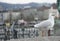 A sea gull strolling on the bacjground on historical city of Zurich on the bank of Zurich lake