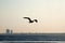 Sea gull at sunset