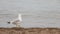 Sea Gull Takes a Stroll on the Beach