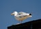 Sea gull - Tintagel - Cornwall