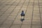 Sea gull in a town square at Vitebsk, gold time of daylight