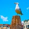 Sea Gull in Venice