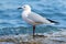 Sea Gull wading on the shore.