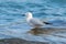 Sea Gull wading on the shore.