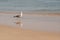 Ð sea gull walking along an ocean shore