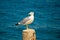 Sea gull water surface portrait