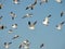 Sea Gulls