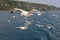 Sea gulls on the beach against the sky and sea waves, seagulls o