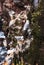 Sea Gulls, Bird Watching Summer Outdoors Activities at Latrabjarg Bird Cliff, Westfjords, Iceland, Europe.