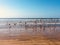 Sea gulls, birds at beach with ocean background -