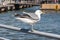 Sea gulls on the embankment of the South Harbour of Helsinki