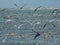 Sea gulls in flight