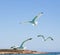 Sea gulls flying with open wings, blue sky and sea background