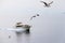 Sea gulls flying over the sea ahead of a yacht