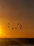Sea Gulls flying over the sea at the golden hour