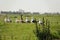 Sea gulls and goose on de Swette chanel in Friesland in the Netherlands