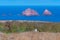 Sea gulls nesting at Berlenga Grande island in Portugal