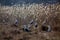 Sea-gulls nesting spot on the lake in a nature park