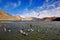 Sea gulls in Pangong Lake Ladakh