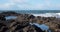 Sea gulls perched on jagged rocks at the beach in winter with choppy white waves