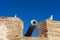 Sea gulls at the port of Essaouira, Morocco