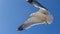 Sea gulls at the port of Essaouira, Morocco