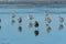 Sea Gulls Reflect in Receding Waves