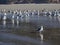 Sea gulls on the sandy beach