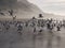 Sea gulls on the sandy beach