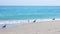 sea gulls at the shore line of a beautiful blue beach during daytime