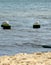 Sea gulls on the short wooden pillar in the sea