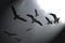 Sea Gulls Silhouetted on Dark Sky