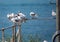 Sea gulls sitting on a fence at lake constance in southern Germany