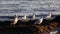 Sea gulls stand on the beach and brush their feathers with their beaks