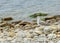 Sea gulls on the stone pebble beach
