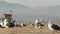 Sea gulls on sunny sandy california coast, iconic retro wooden rainbow pride lifeguard watchtower. Venice beach near