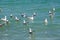 Sea Gulls Swimming