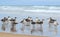 Sea gulls waiting on the shore