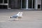 Sea gulls walk on the street in Riga. Standing sea gull close-up