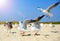 Sea gulls walk and wave their wings