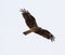 Sea Hawk from Japan hunting on the beach in Hebara, Katsuura