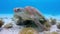 Sea hawk turtle chewing algae on the sandy reef bottom of the ocean. A floating turtle underwater at bottom feeds on