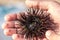 Sea hedgehog (sea urchin) in Costa Dorada, Spain