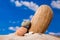 Sea Hedgehog shells on sand and blue sky Background