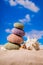 Sea Hedgehog shells on sand and blue sky Background