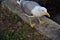Sea herring gull in the park looking for food