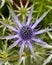 Sea Holly