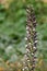 Sea holly acanthus mollis flowers