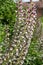 Sea holly acanthus mollis flowers