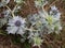 Sea holly aka Eryngo plant in flower. Eryngium maritimum. Historical aphrodisiac.